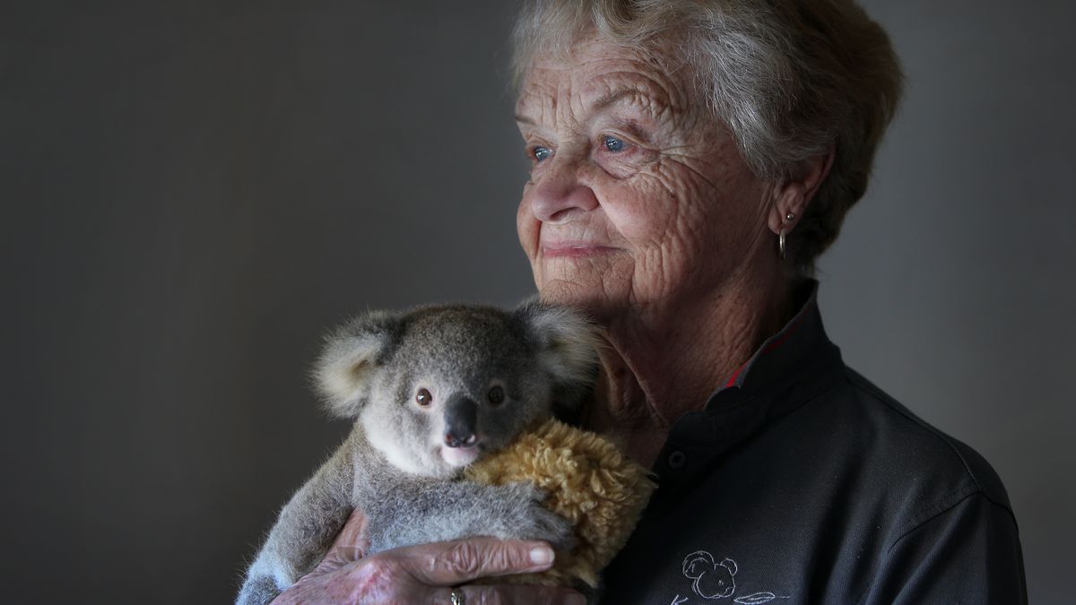 Fotky: Snaží se zachránit koaly. Jsou na cestě k vyhynutí